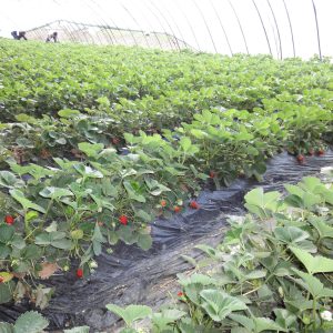 Black mulch Film